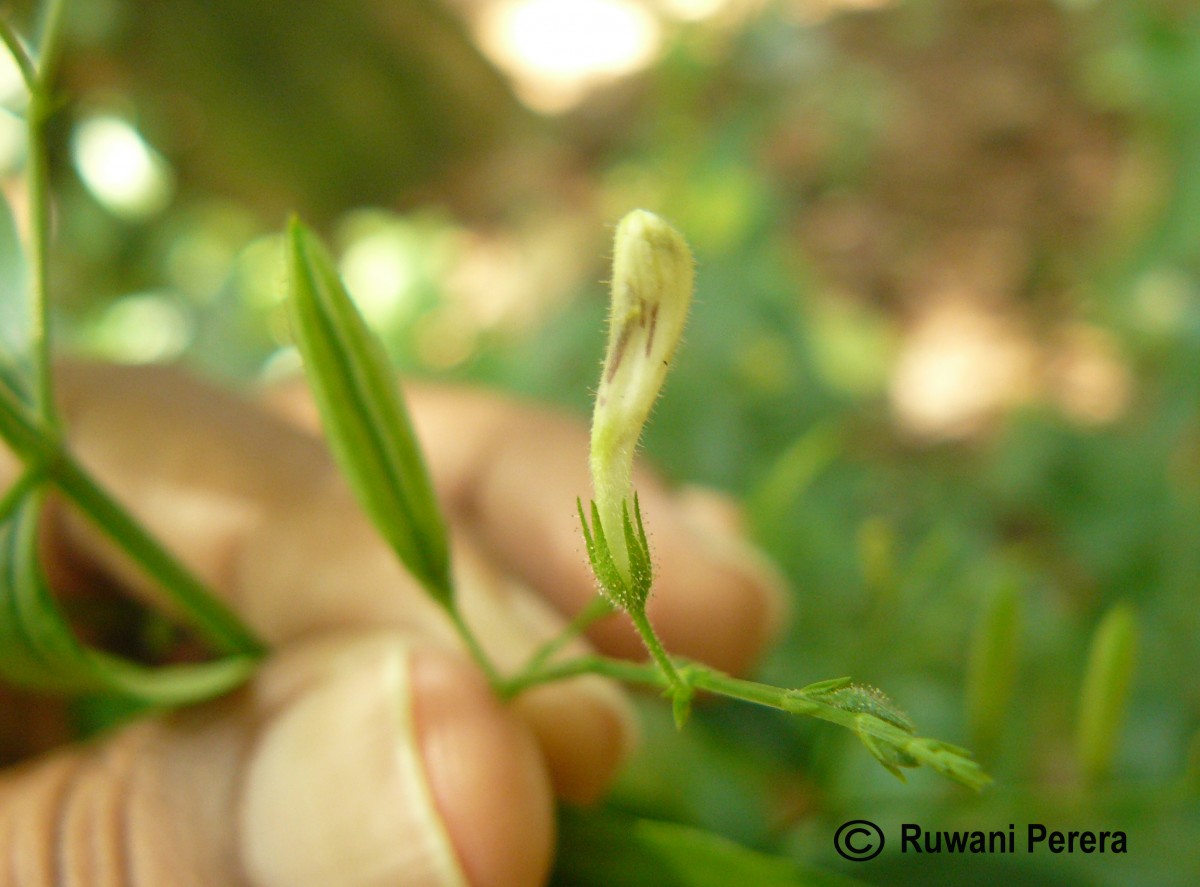 Andrographis paniculata (Burm.f.) Nees